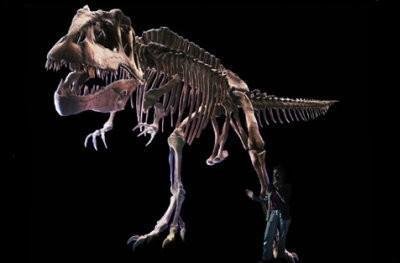 Científicos analizan la piel fosilizada de un dinosaurio y descubren que  algunas partes tienen forma de diamante – Liberacion Radio Tv Oruro